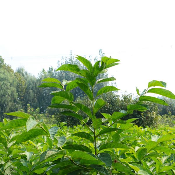 李子苗