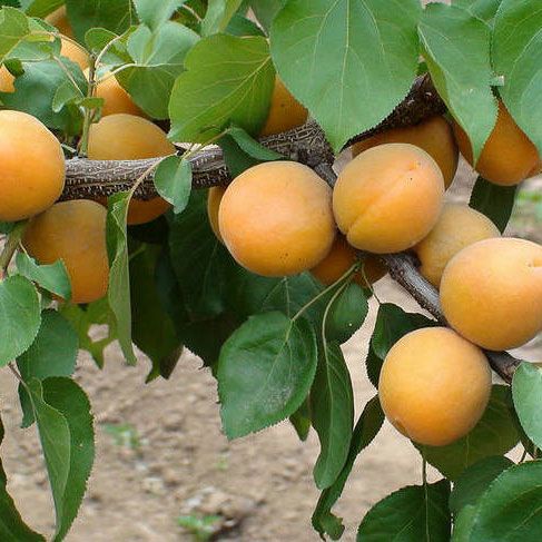 金太陽(yáng)杏
