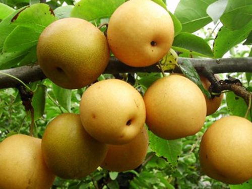泰安高新區(qū)榮譽農(nóng)業(yè)科技有限公司供應(yīng)各種梨品種