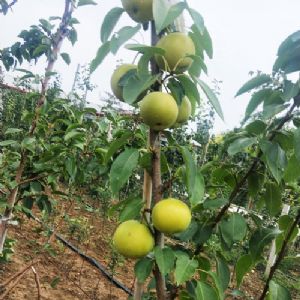 蘇翠一號(hào)梨